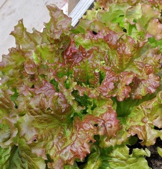 Салат Американский коричневый - ООО «Семена Тут»