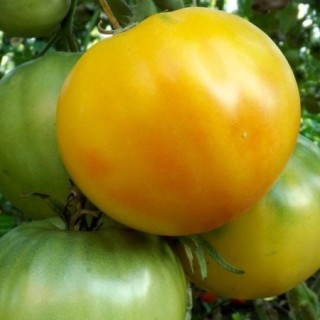 img-0: Томат Ананас из Берна - ООО «Семена Тут»