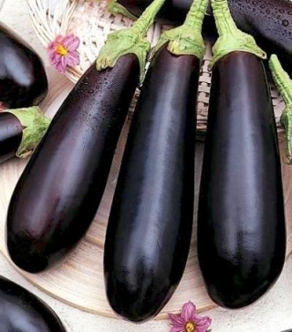 Баклажан Анет F1 - ООО «Семена Тут»