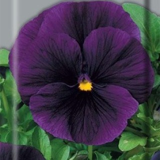 Анютины глазки Бергвашт - ООО «Семена Тут»