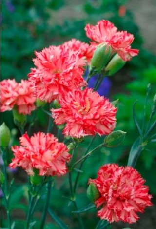 img-1: Гвоздика садовая Авранчин - ООО «Семена Тут»