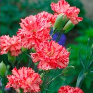 img-0: Гвоздика садовая Авранчин - ООО «Семена Тут»