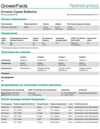 img-1: Армерия Балерина Вайт [1000 шт] - ООО «Семена Тут»