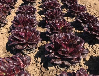 img-1: Салат Барлах - ООО «Семена Тут»