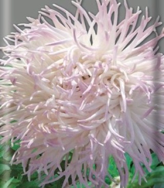 Астра коготковая Бенгал - ООО «Семена Тут»