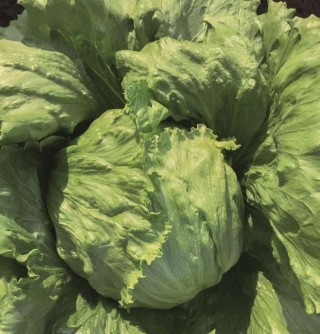 img-0: Салат Бизнес - ООО «Семена Тут»