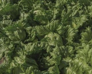 img-1: Салат Бизнес - ООО «Семена Тут»