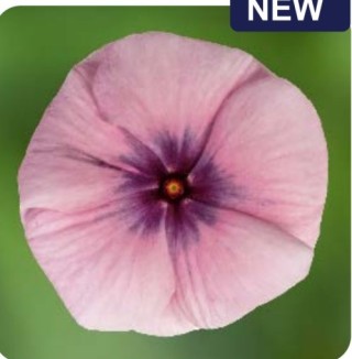 Катарантус Блокбастер Хитц Блэкберри Айс [100 шт] - ООО «Семена Тут»