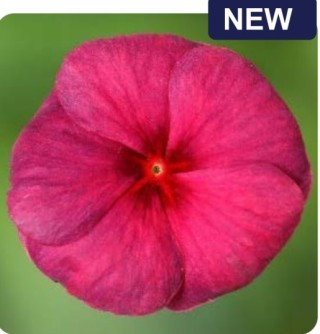 Катарантус Блокбастер Хитц Распберри Краш [100 шт] - ООО «Семена Тут»