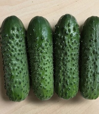 Огурец Брандино F1 - ООО «Семена Тут»