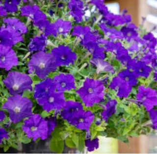 img-0: Петуния ампельная БУМ Блю [1000 драже] - ООО «Семена Тут»