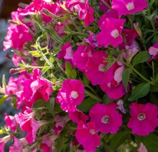 img-0: Петуния ампельная БУМ Роуз [1000 драже] - ООО «Семена Тут»