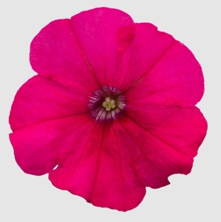 img-1: Петуния мультифлора БУМ Эйч ди Роуз [1000 драже] - ООО «Семена Тут»