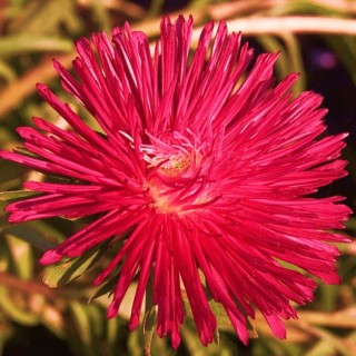 img-1: Астра Гигантские лучи Красная - ООО «Семена Тут»