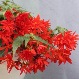 img-2: Бегония Фанки Оранж [1000 драже] - ООО «Семена Тут»