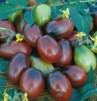 img-0: Томат Черный мавр - ООО «Семена Тут»