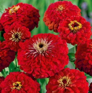 Цинния изящная Черри Квин - ООО «Семена Тут»