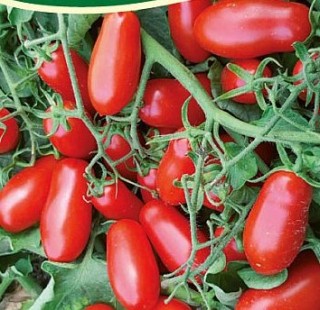 img-0: Томат Черри Уникум F1 - ООО «Семена Тут»