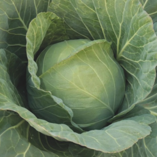 Капуста белокочанная Чита F1 - ООО «Семена Тут»