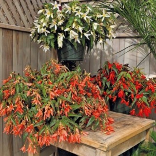 Бегония боливийская Сан Сити Микс [1000 драже] - ООО «Семена Тут»