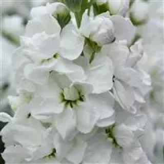 img-0: Маттиола Матильда Вайт [1000 шт] - ООО «Семена Тут»