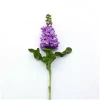 img-1: Маттиола Матильда Лаванда [1000 шт] - ООО «Семена Тут»