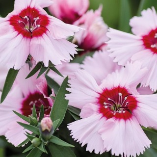 Гвоздика Дивинити Парпл центр Вайт [1000 шт] - ООО «Семена Тут»