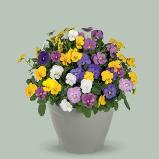 Виола рогатая Эдмаер Джелли микс [50 шт] - ООО «Семена Тут»