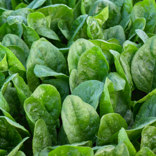 Шпинат Эль Таджин - ООО «Семена Тут»