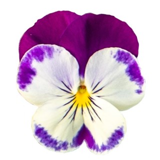 img-0: Виола ампельная Хайфлайер F1 Виолет Фейс [500 шт] - ООО «Семена Тут»