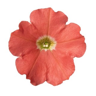 img-0: Петуния ампельная БУМ Корал [1000 драже] - ООО «Семена Тут»