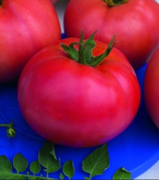 Томат Розовый фламинго - ООО «Семена Тут»