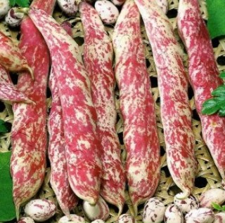 Фасоль овощная Фламинго - ООО «Семена Тут»