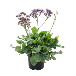 Статица Переса Инди [1000 шт] - ООО «Семена Тут»