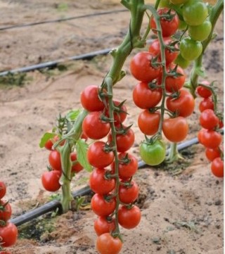 img-1: Томат Форте Мальтезе F1 - ООО «Семена Тут»