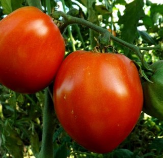 img-0: Томат Фуджи F1 - ООО «Семена Тут»