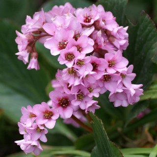 img-0: Бадан тихоокеанский [1гр] - ООО «Семена Тут»