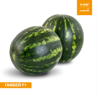 Арбуз Гамбей F1 - ООО «Семена Тут»