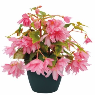 img-0: Бегония Фанки Лайт Пинк [1000 драже] - ООО «Семена Тут»