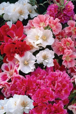 img-1: Годеция Летний рай - ООО «Семена Тут»