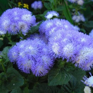 img-1: Агератум Голубая норка - ООО «Семена Тут»