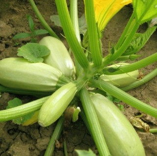 img-0: Кабачок Горный - ООО «Семена Тут»