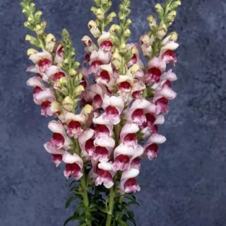 Львиный зев Мэриленд (группа 1,2) Пламблоссом [1000 шт] - ООО «Семена Тут»