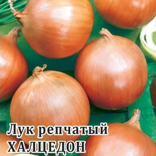 img-1: Лук репчатый Халцедон - ООО «Семена Тут»