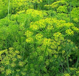 img-1: Укроп Ханак - ООО «Семена Тут»