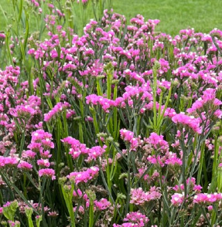 img-0: Статица Хипстер Роуз [250 шт] - ООО «Семена Тут»