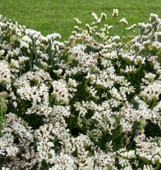 img-2: Статица Хипстер Вайт [250 шт] - ООО «Семена Тут»