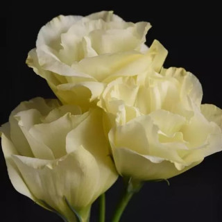img-0: Эустома Флэр Еллоу [1000 драже] - ООО «Семена Тут»