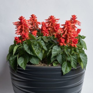 Сальвия Хотблум Оранж [1000 шт] - ООО «Семена Тут»