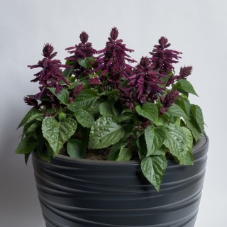 Сальвия Хотблум Парпл [1000 шт] - ООО «Семена Тут»